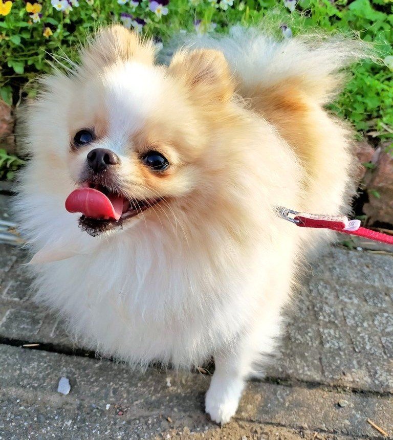 Pomeranian