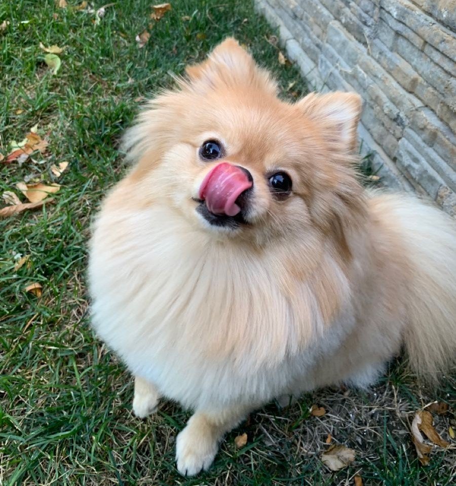 Pomeranian Background