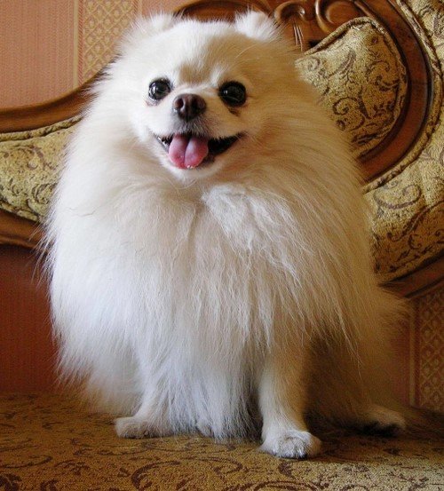 Pomeranian Puppy