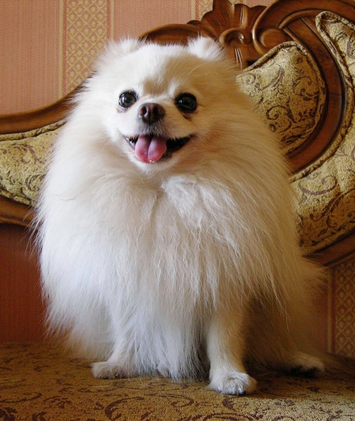 Pomeranian for Sale in India