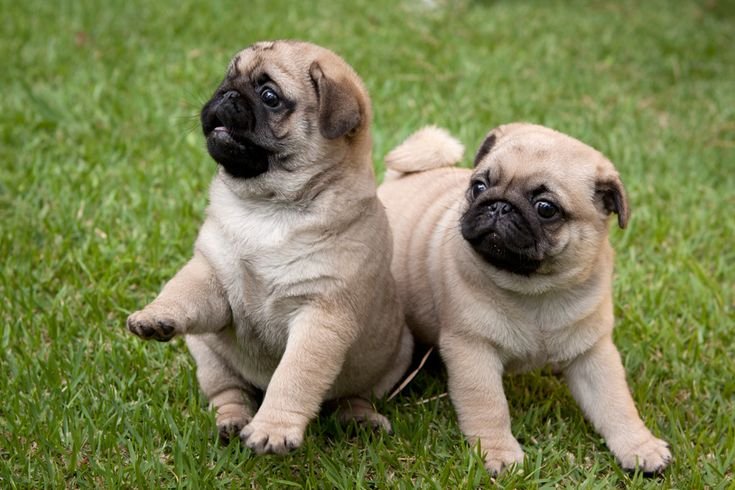Pug