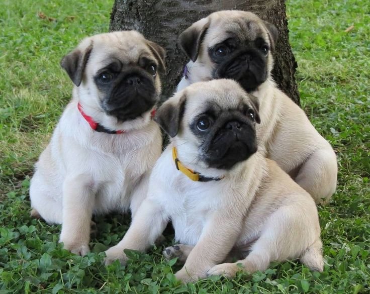 Pug Puppy