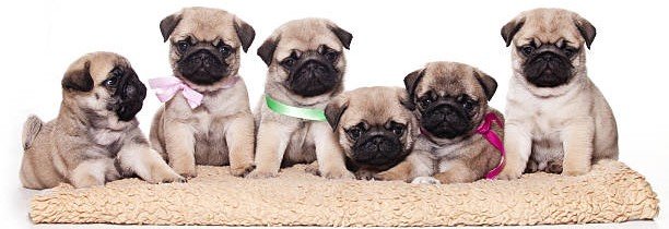 Pug for Sale in India