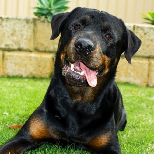 Rottweiler Background