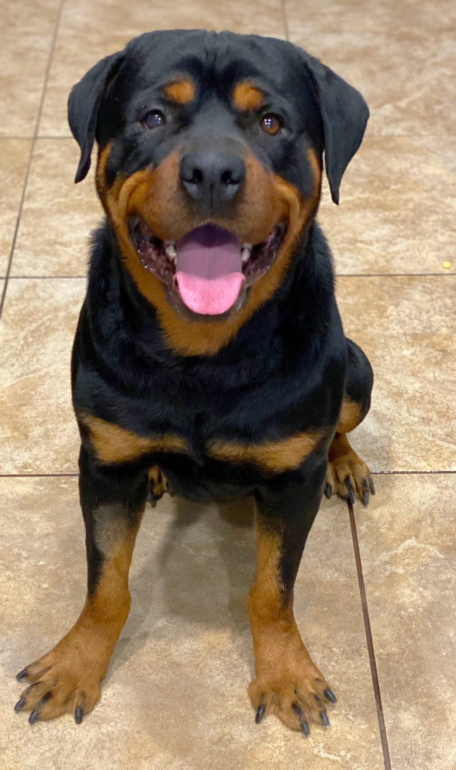 Rottweiler Puppy