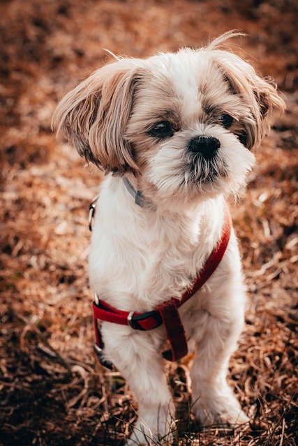 Shih Tzu
