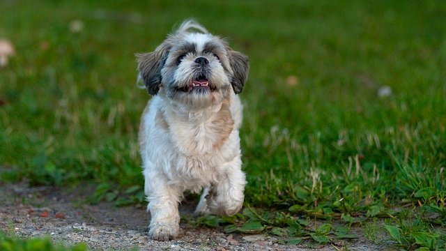 Shih Tzu Background