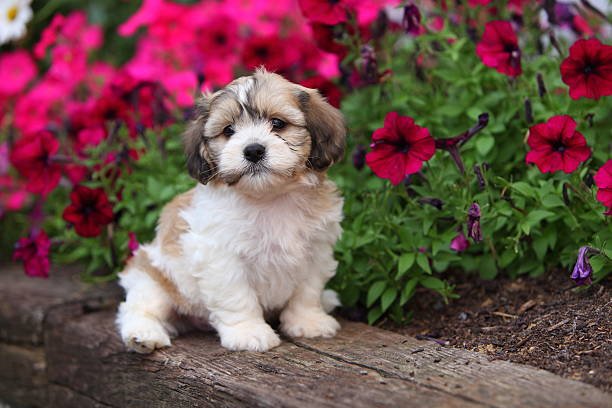 Shih Tzu Puppy