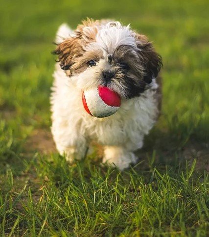 Shih Tzu for Sale in India