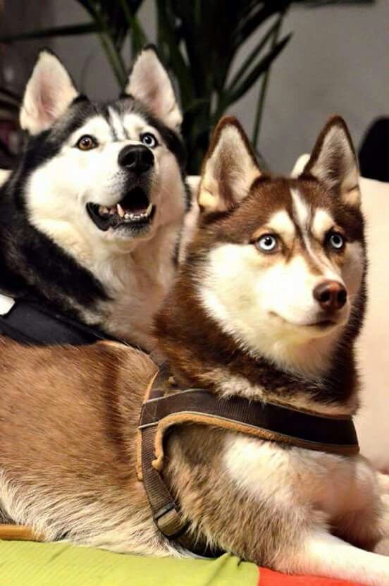 Siberian Husky Background