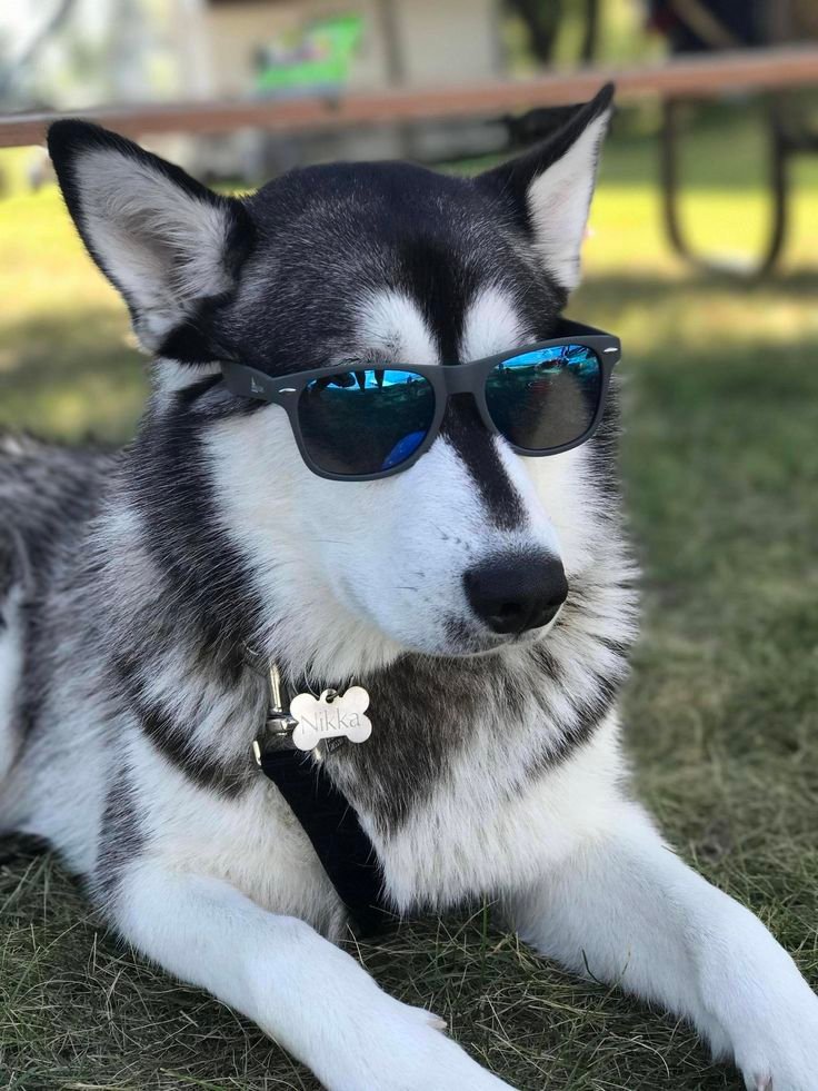 Siberian Husky for Sale in India