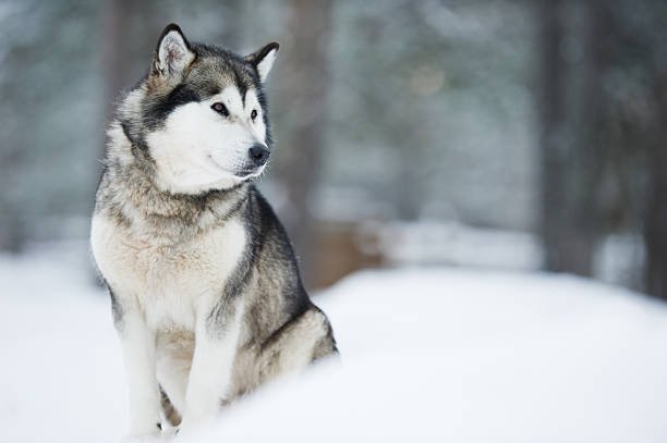 Siberian Husky as an Apartment Dog: What You Need to Know
