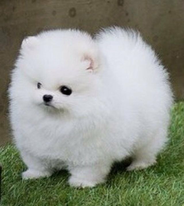 Toy Pomeranian Background