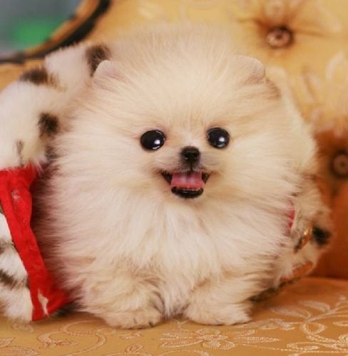 Toy Pomeranian Puppy