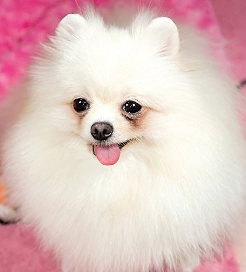 Toy Pomeranian for Sale in India