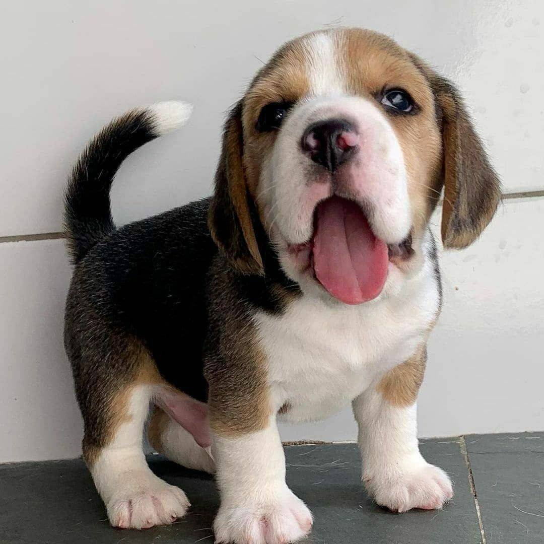Beagle Female Puppies Price In Mumbai
