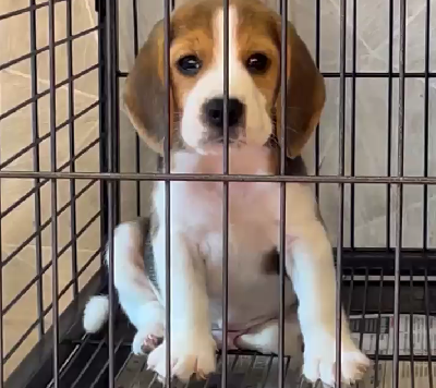 beagle puppies for sale in chennai