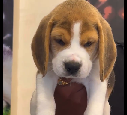 beagle dog price in chennai