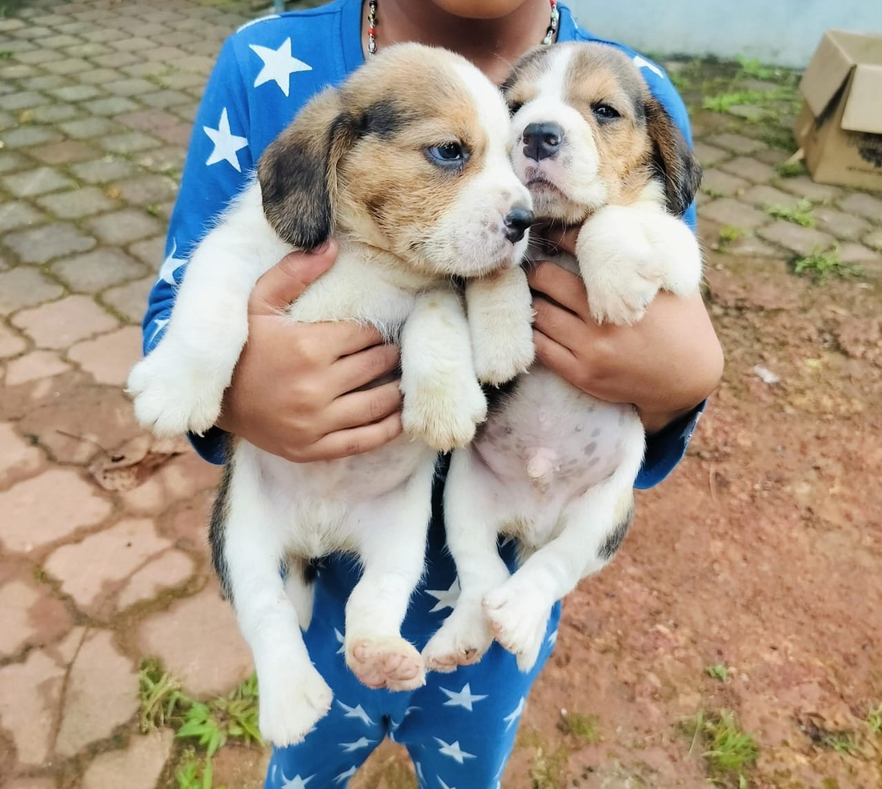 beagle dog puppies for sale in chennai