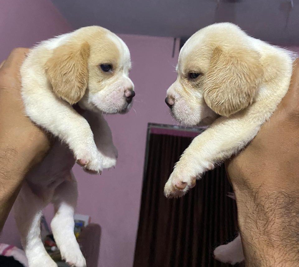 beagle male price in chennai