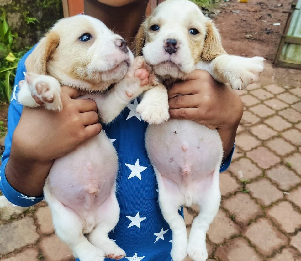 beagle pet shop in chennai