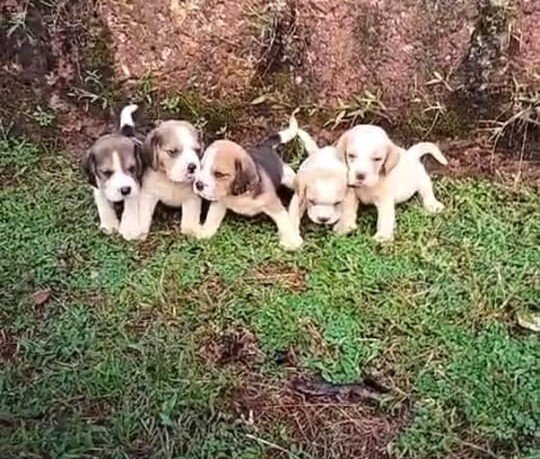 beagle dog breeder in chennai