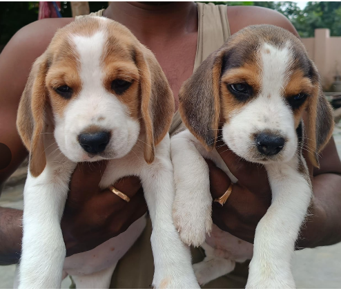 Healthy and Family-Friendly Beagle for sale in Mumbai