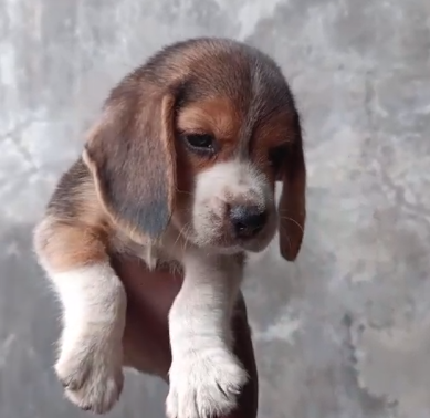 begale pet shop in goa