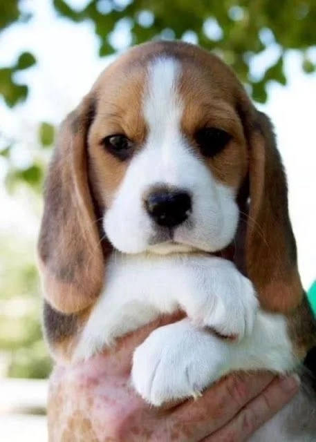 buy beagle puppies online in jaipur