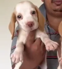 beagle dog price in jaipur