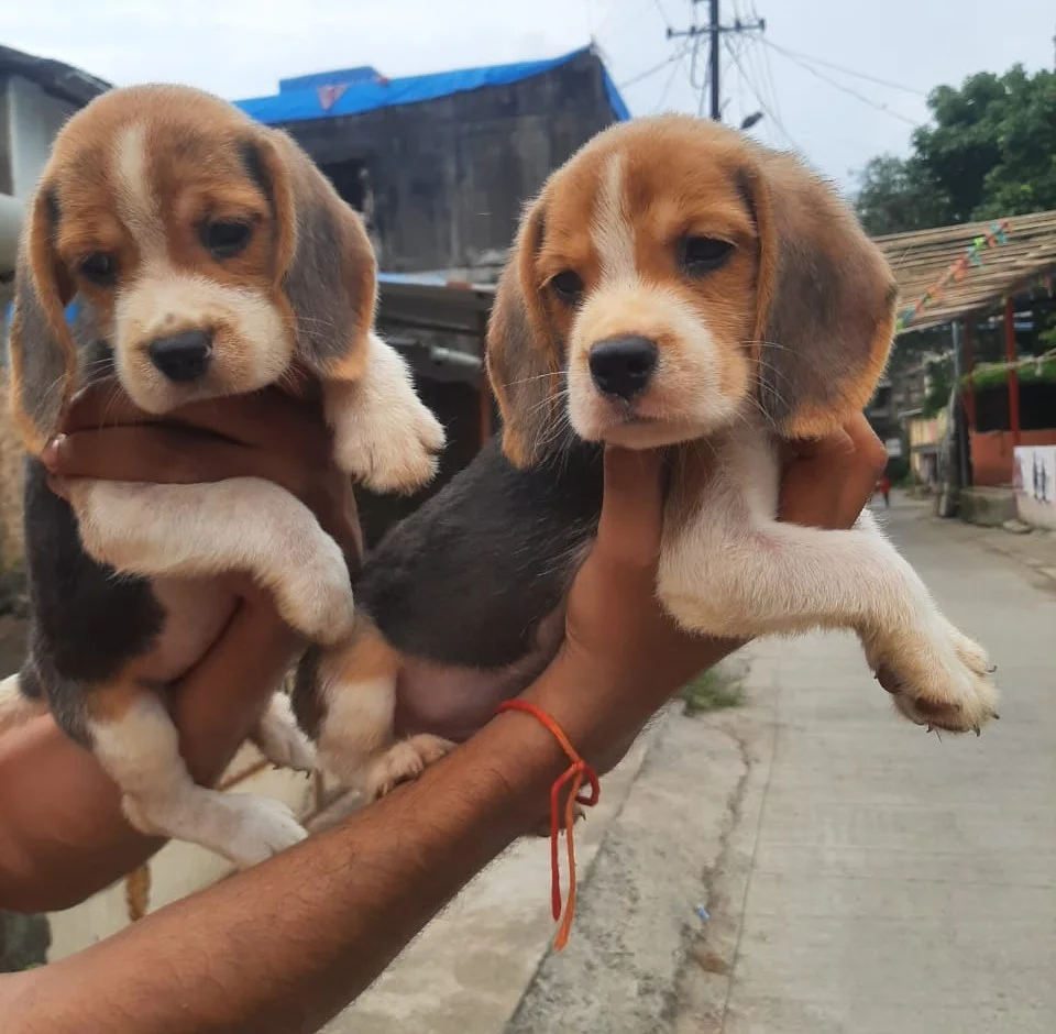 beagle puppies for sale online in jaipur