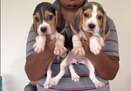 beagle dog kennel in jaipur