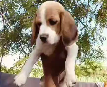 beagle dog breeder in jaipur