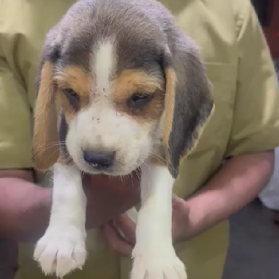 Beagle puppy for sale online in pune