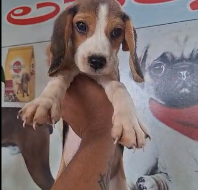 Beagle male puppies price in pune