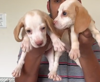 Beagle female puppies for sale in pune