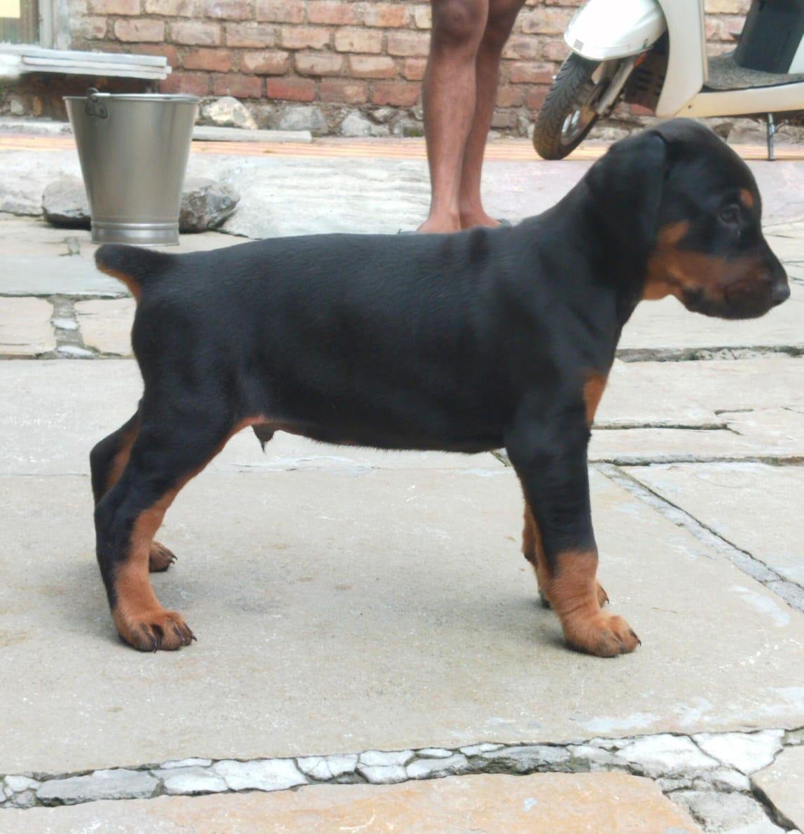 Doberman male puppies for sale in bangalore