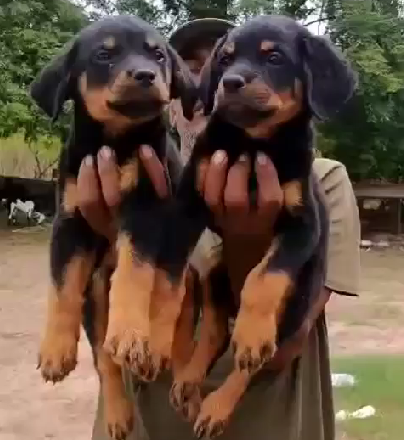 Doberman male puppies price in bangalore