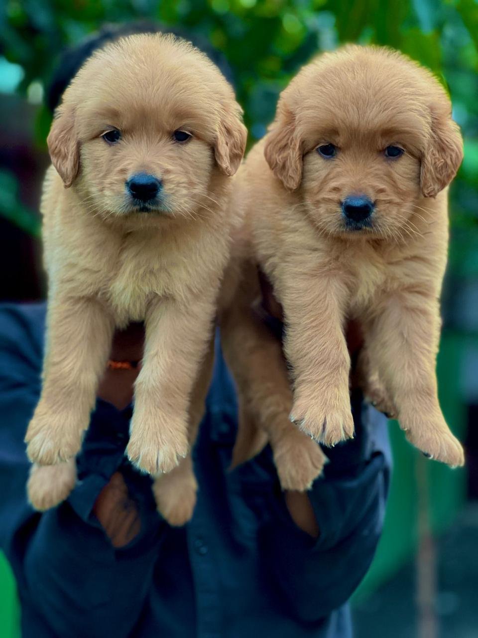 Golden retriever male puppies price in bangalore
