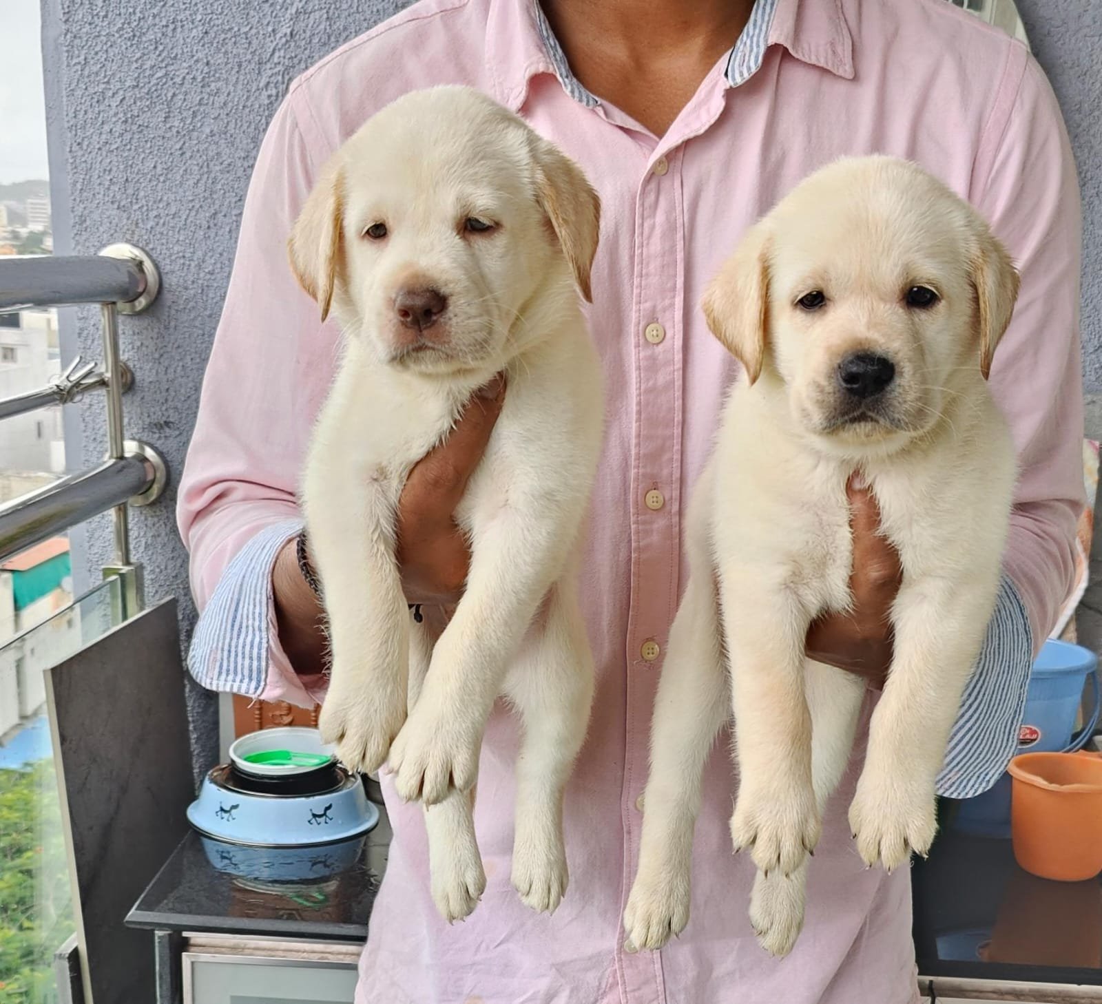 Labrador Retriever male puppies for sale in bangalore