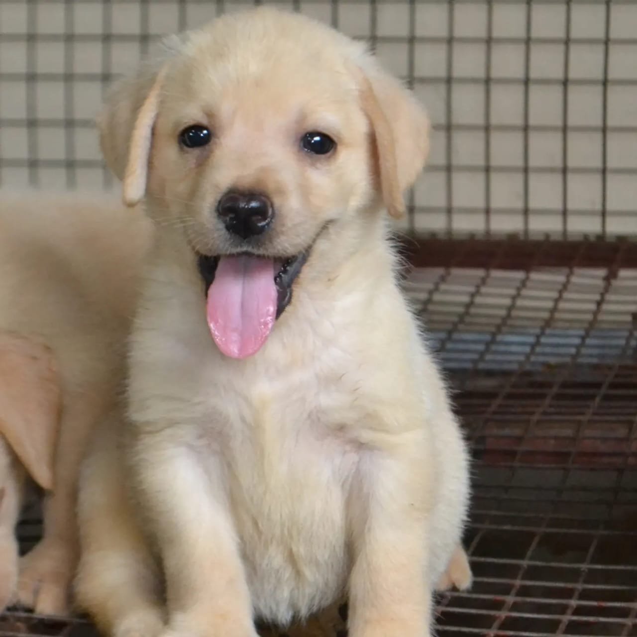 labardor retriever female puppies price in bangalore 