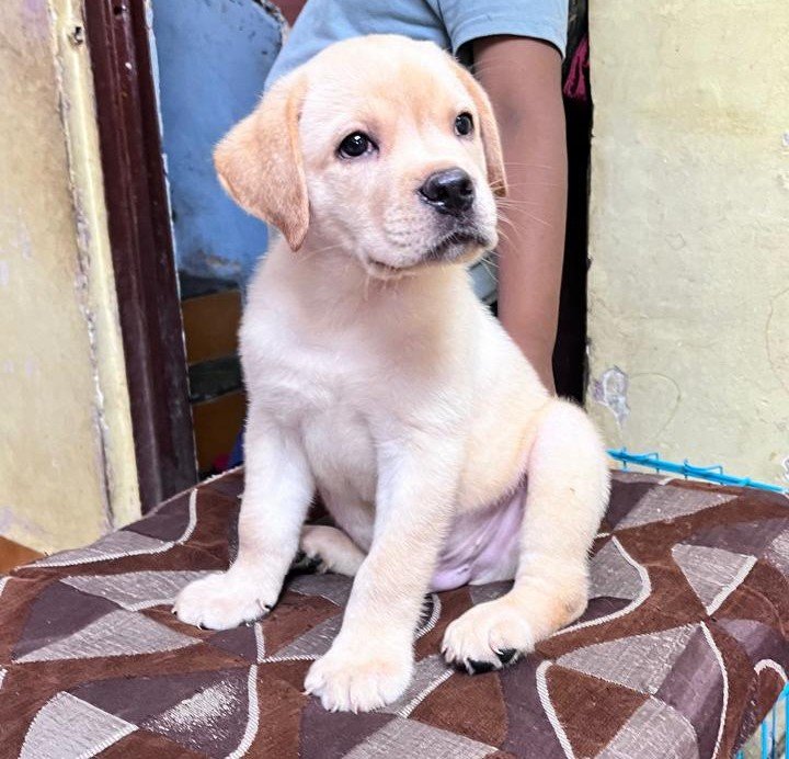 labrador retriever female puppies price in bangalore