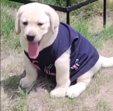 champion line labrador retriever puppies for sale in bangalore