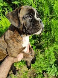 Boxer Male Puppies For Sale In Mumbai