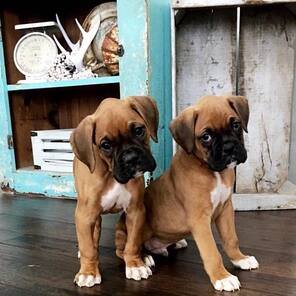 Boxer Female Puppies Price In Mumabi