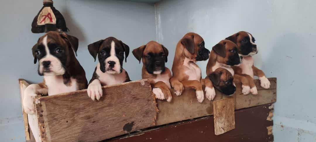 Champion line boxer puppies for sale in bangalore