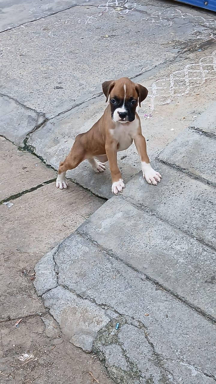 Champion line boxer puppies price in mumbai