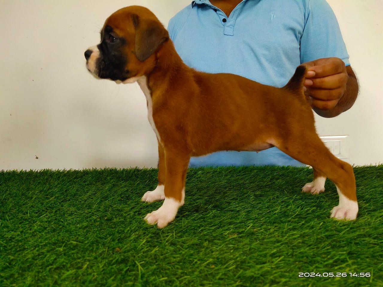 Boxer male puppies price in bangalore