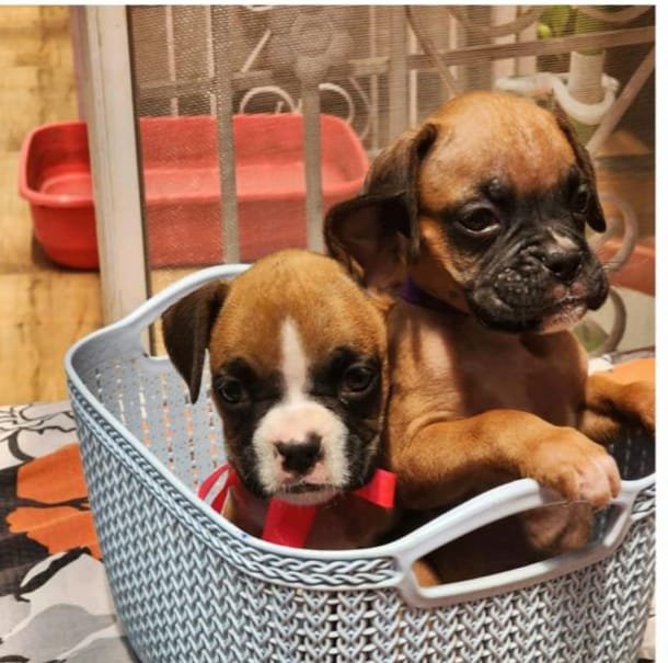Boxer female puppies for sale in bangalore