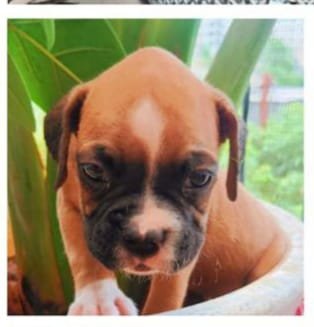 Boxer male puppies for sale in bangalore